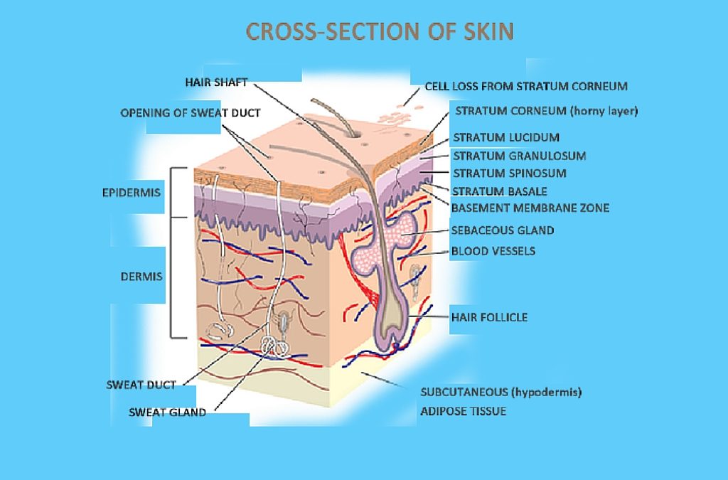 The Truth about Retin-A