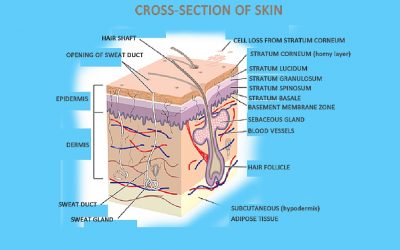 The Truth about Retin-A